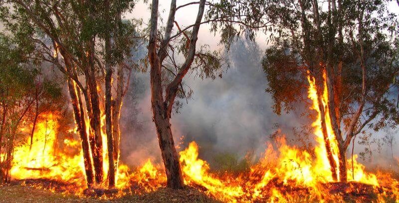 Waldbrand