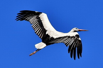 Storch